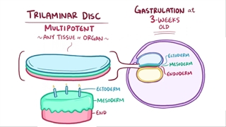 جنین شناسی اسموزیس بخش پنجم (اکتودرم)
