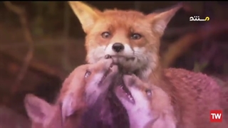 شگفتی‌های حیوانات ؛ 2014 ؛ فصل 1 ؛ قسمت 4