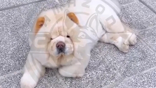 چاوچاو سفید اصیل