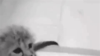 پیروز هم رفت ...