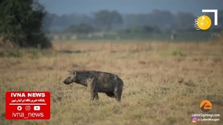 عاقبت تلخ بچه ایمپالایی که پا روی دم مار گذاشت!