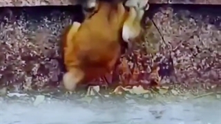 صحنه دیدنی نجات بچه میمون از دست تمساح ها / نجات بچه میمون از دست تمساح ها