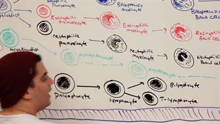 ninja nerd  هماتولوژی قسمت ششم (لکوپویز)