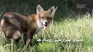 دنیای اسرارآمیز روباه ها