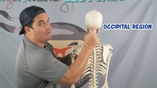 ninja nerd کلیات آناتومی بخش دوم