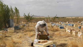 عسل های دارویی و درمانی چهره آرا