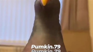 کفترام براما بلاگرشدن...