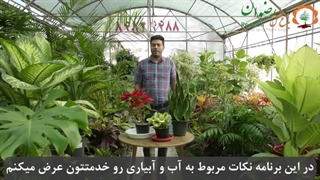 نکات مربوط به آبیاری