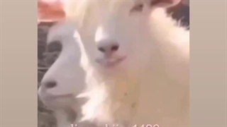 ولی عجب چیزی بود گوسفند اولیه