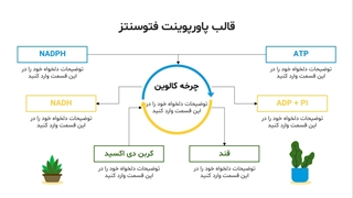 قالب پاورپوینت فتوسنتز