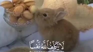 وخداوند بعداز سختی اسانی را قرار می دهد(ایه۲۸۶سوره بقره)