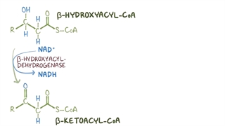 .بیوشیمی اسموزیس بخش هفتم (اکسیداسیون اسید های چرب)