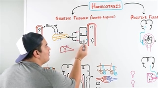 ninja nerd هومئوستازی(هم ایستایی)