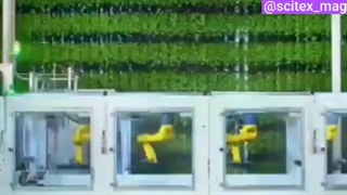 کشاورزی عمودی