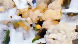 ادیت جذاب ویدیو با افکت Halo Blur