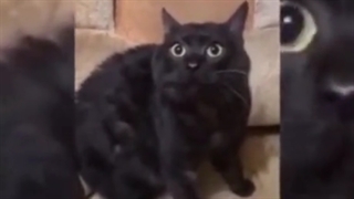 شاید دوست داشته باشید ببینید