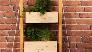 روش های زیبا در پرورش گل و گیاه، قلمه زنی و باغبانی با آنی حامی Ani Hami