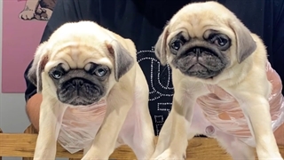 Panpetkc | سگ پاگ | همه چیز راجب سگ پاگ