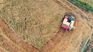 معرفی نماشون