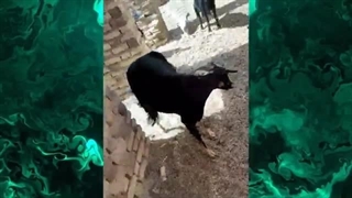 اولین ولاگ چنل من | طویله گوسفند های ما :)