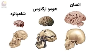 چرا تمام انسان‌تباران منقرض شدن ولی ما نشدیم؟