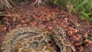 نبرد شیر و آناکوندا | اتفاق غیرمنتظره شیر | جنگ حیوانات حیات وحش