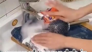 فرچه کاربردی