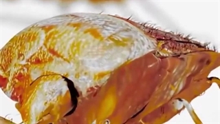 روش دفع حشرات در منزل و محیط کار با آنی حامی Ani Hami