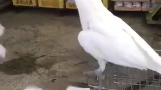 کردی رقصیدن طوطی