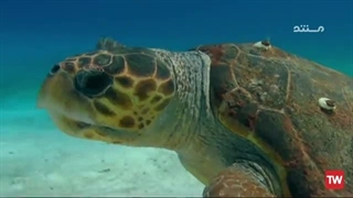 حیوانات مجهز به دوربین ؛ 2021 ؛ فصل 2 ؛ قسمت 1