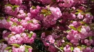 آغوش خدا