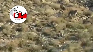 مشاهده یک قلاده توله پلنگ در منطقه توران میامی درتاریخ ۶ فروردین۱۴۰۲