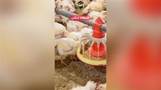 راز خوشمزگی اکبر جوجه