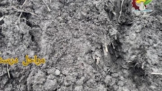 خاک قارچ آریانا