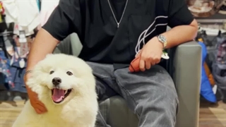 سگ سامویید | پن پت کی سی