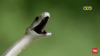 شکارچیان مرگ‌آفرین ؛ 2020 ؛ فصل 1 ؛ قسمت 2