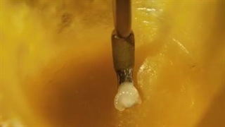 پرورش و فروش زنبور ملکه