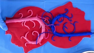 آموزش ها و دانستنی های جالب در جراحی پزشکی و دندانپزشکی با آنی حامی Ani Hami