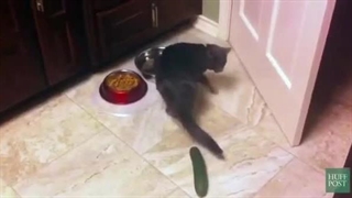 ترس گربه ها از خیار