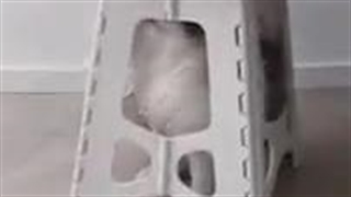 گربه بامزه