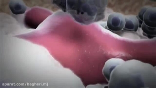 گلبول سفید !