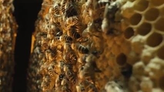 راه های ارتباطی زنبورهای عسل