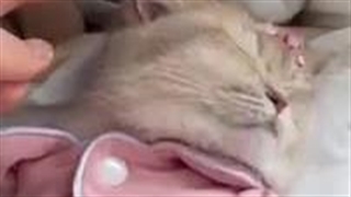 یه ویدیو از پیشی