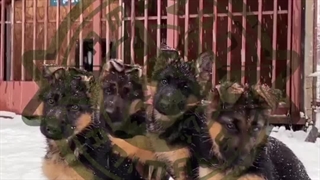 سگ ژرمن شولاین - توله سگ ژرمن