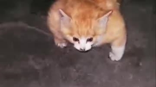 گربه بدنساز