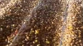 پوستگیری و شستشوی پسته