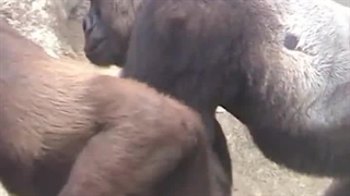 فیلم  میمون #لطفا سابسکرایب کنی ممنون