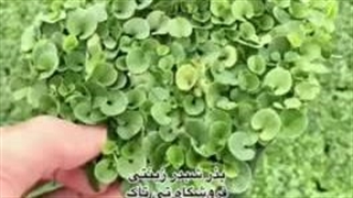 بذر شبدر دایکوندرا ، بذر چمن پردار ، بذر چمن برگ دار09199762163