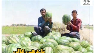 بذر هندوانه سیاه