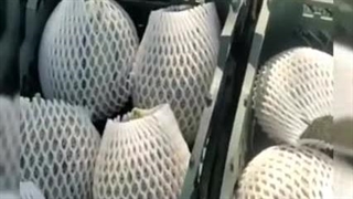 فوم توری میوه ، فوم بسته بندی میوه 09199762163